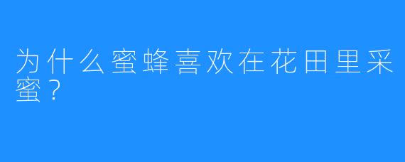 为什么蜜蜂喜欢在花田里采蜜？