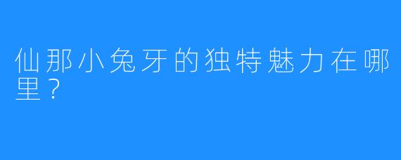仙那小兔牙的独特魅力在哪里？